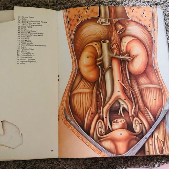 Vintage Medical Ephemera -Ethicon The Abdomen- Layers of Abdomen - Stitches 1968 - Picture 10 of 14